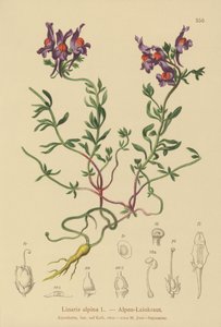 Linaire alpine (Linaria alpina)